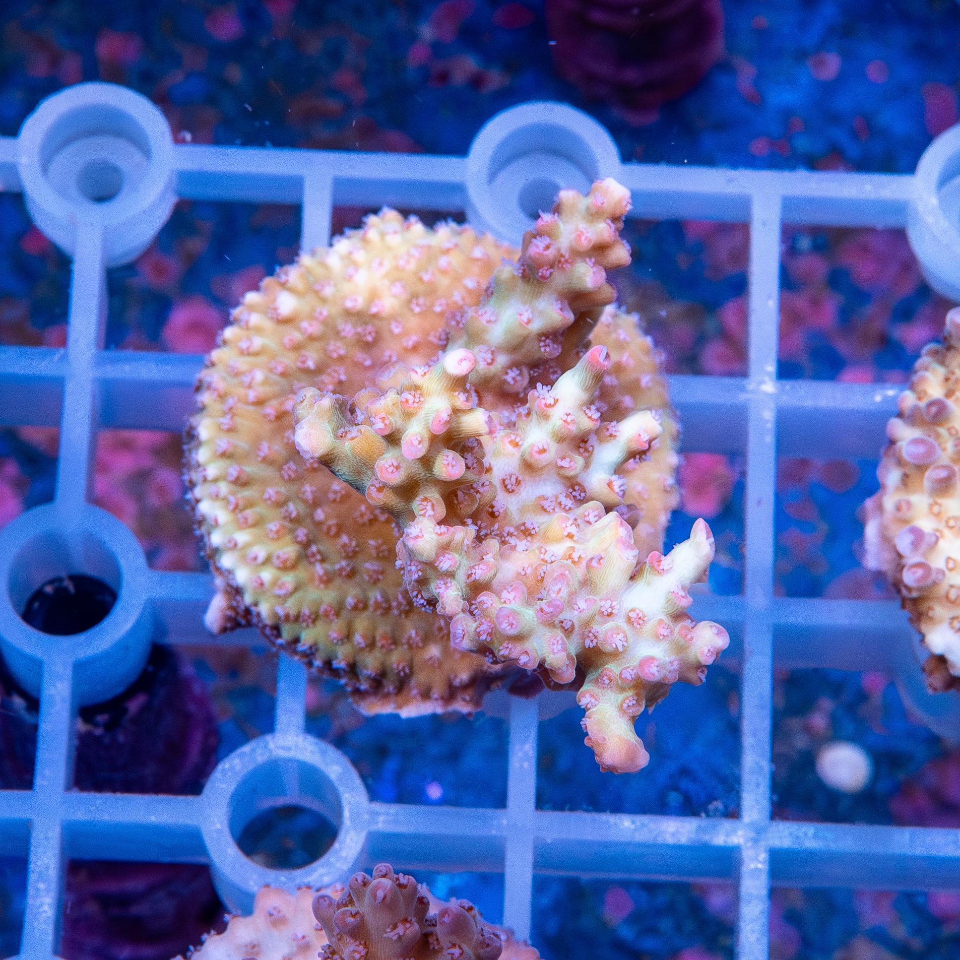 Frag - Acropora