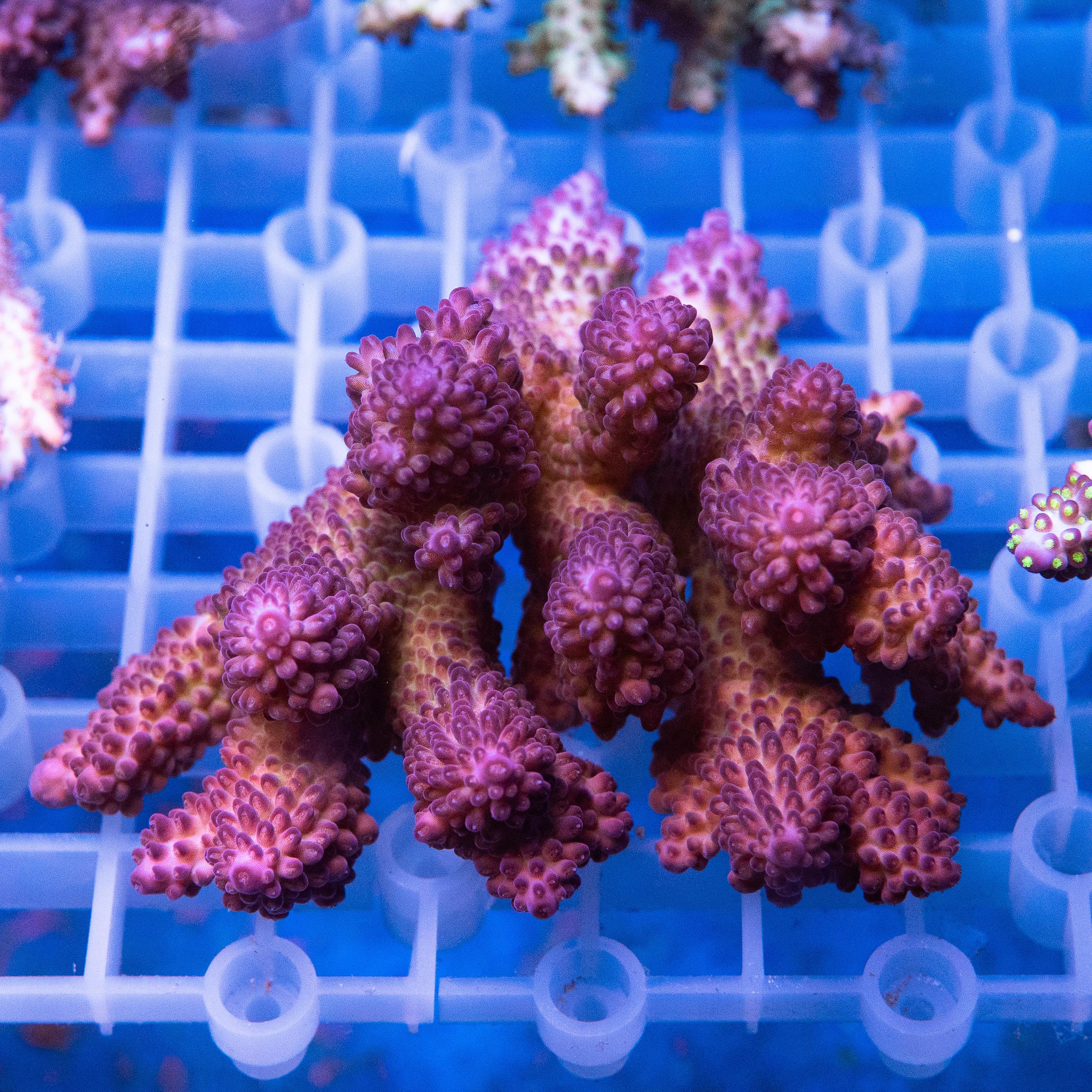 Acropora Colony (EA#433)
