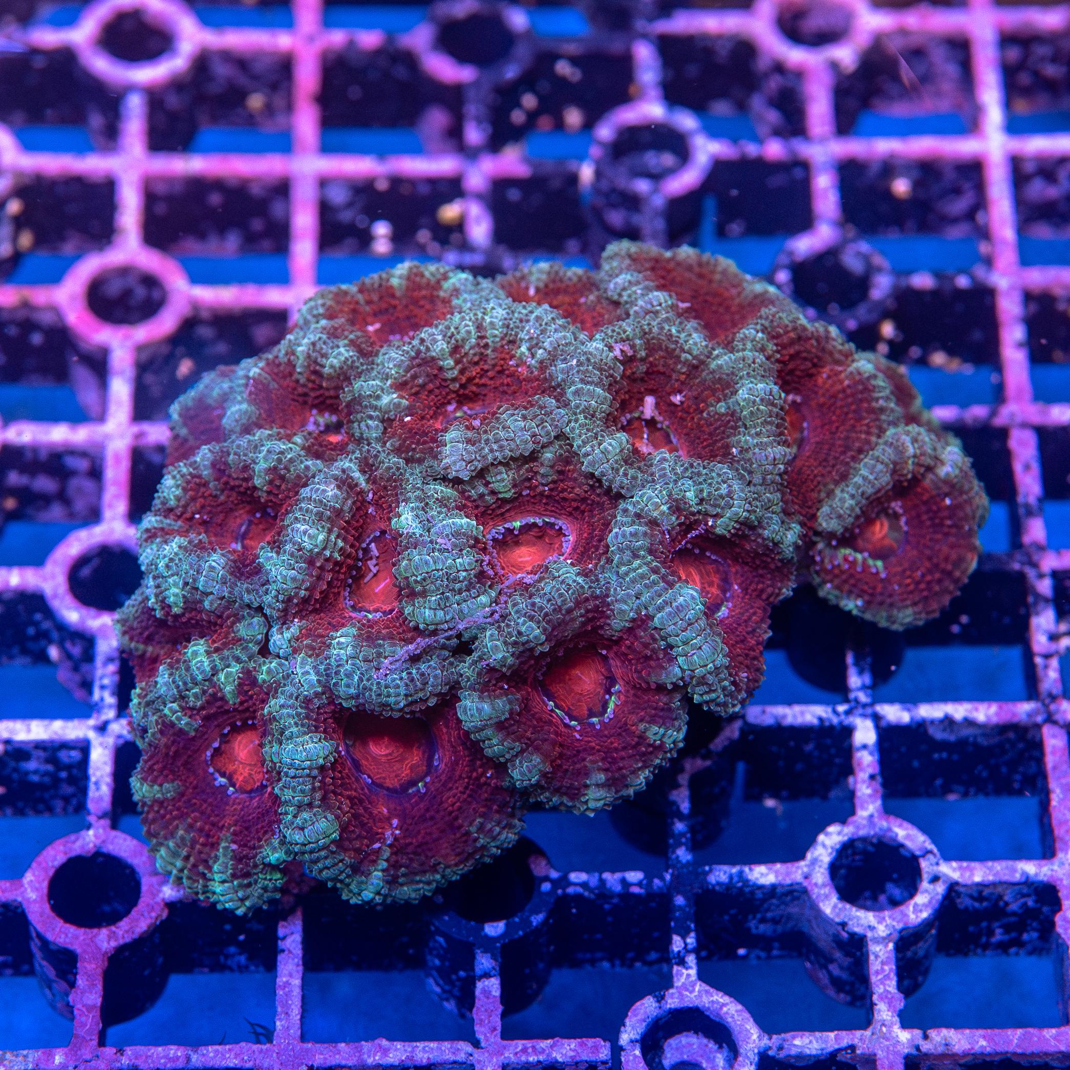 Micromussa lordhowensis (EA#170)