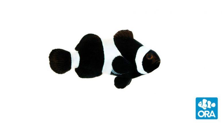 Ocellaris Clownfish (Black & White)