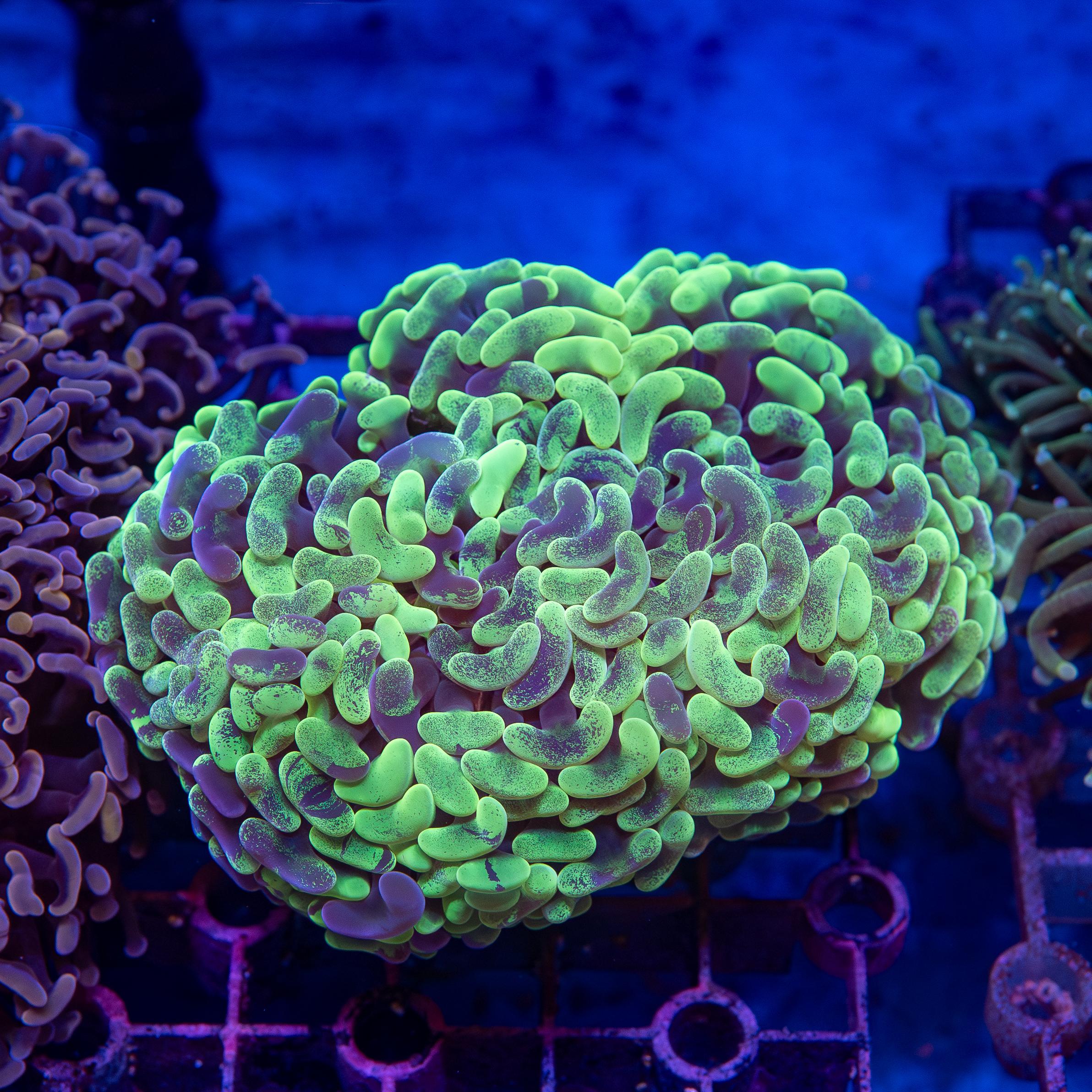 Green Blotchy Hammer