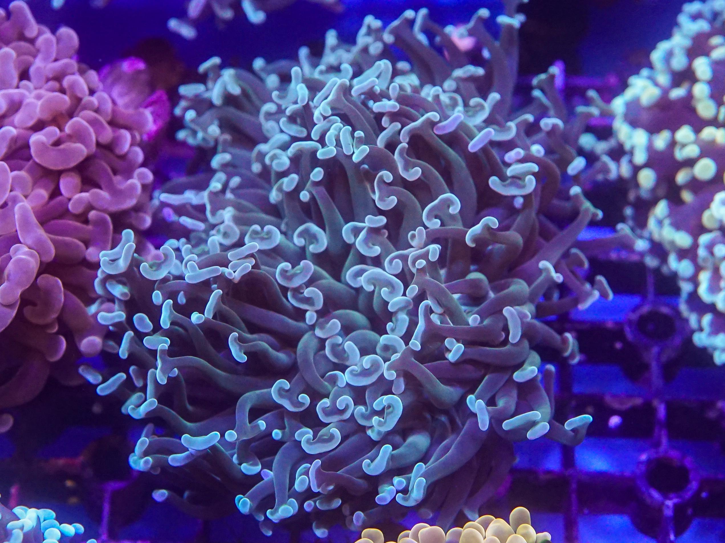 Green Hammer (EA#59)