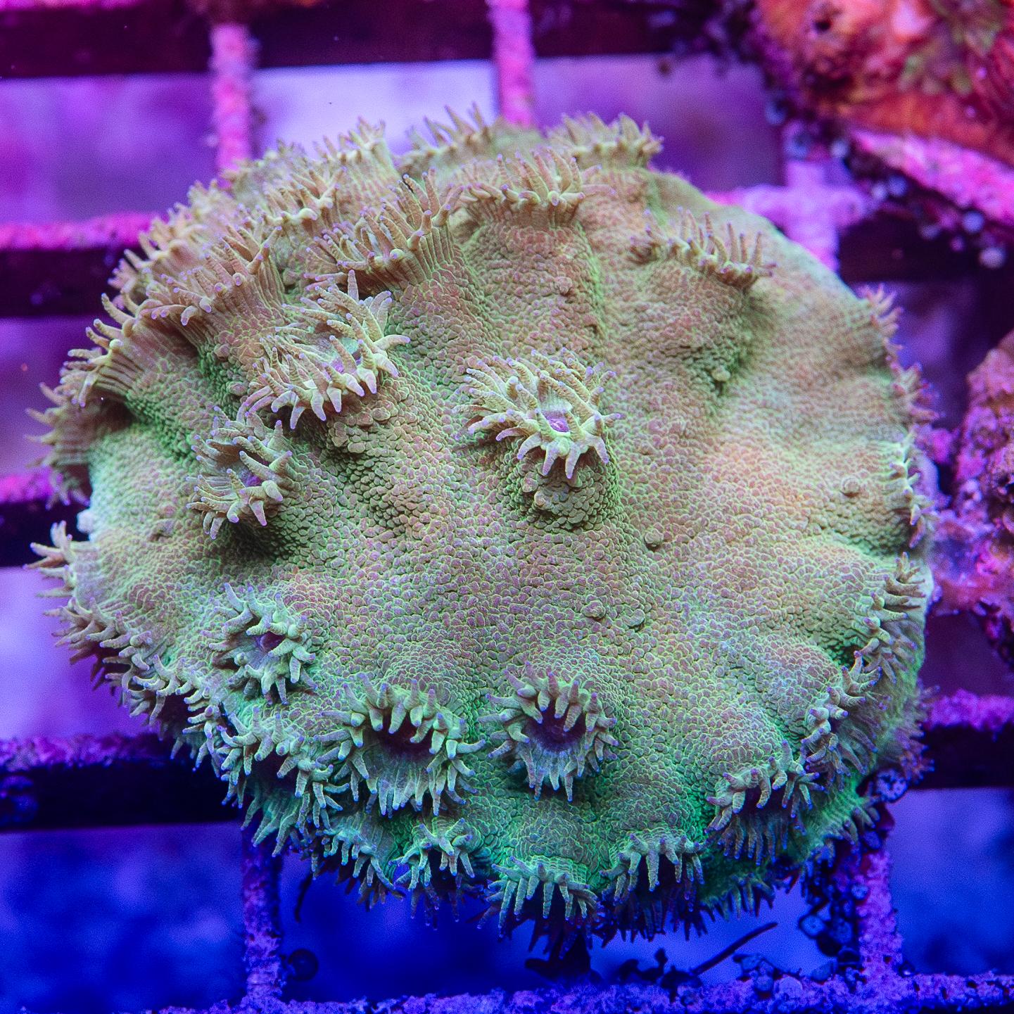 Frag - Pagoda Cup Coral