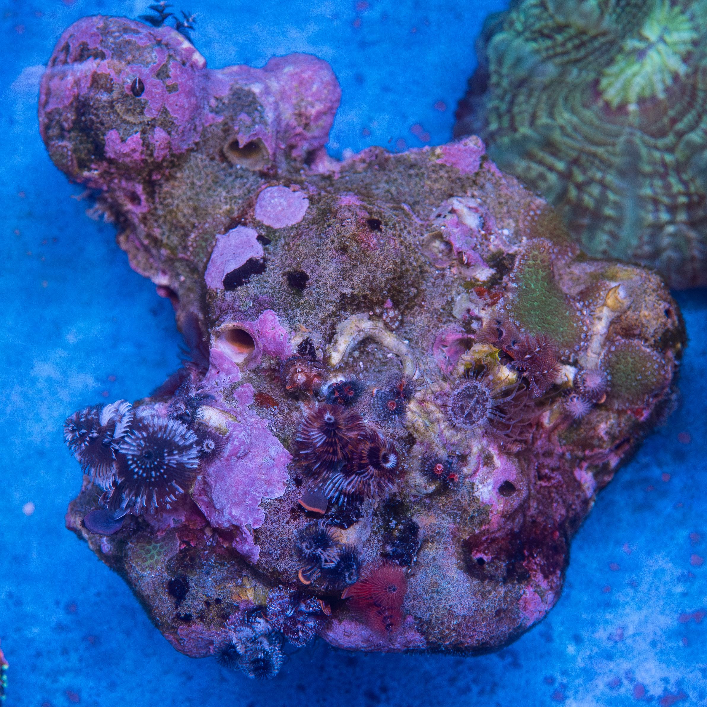 Christmas Tree Worm Rock (EA#163)
