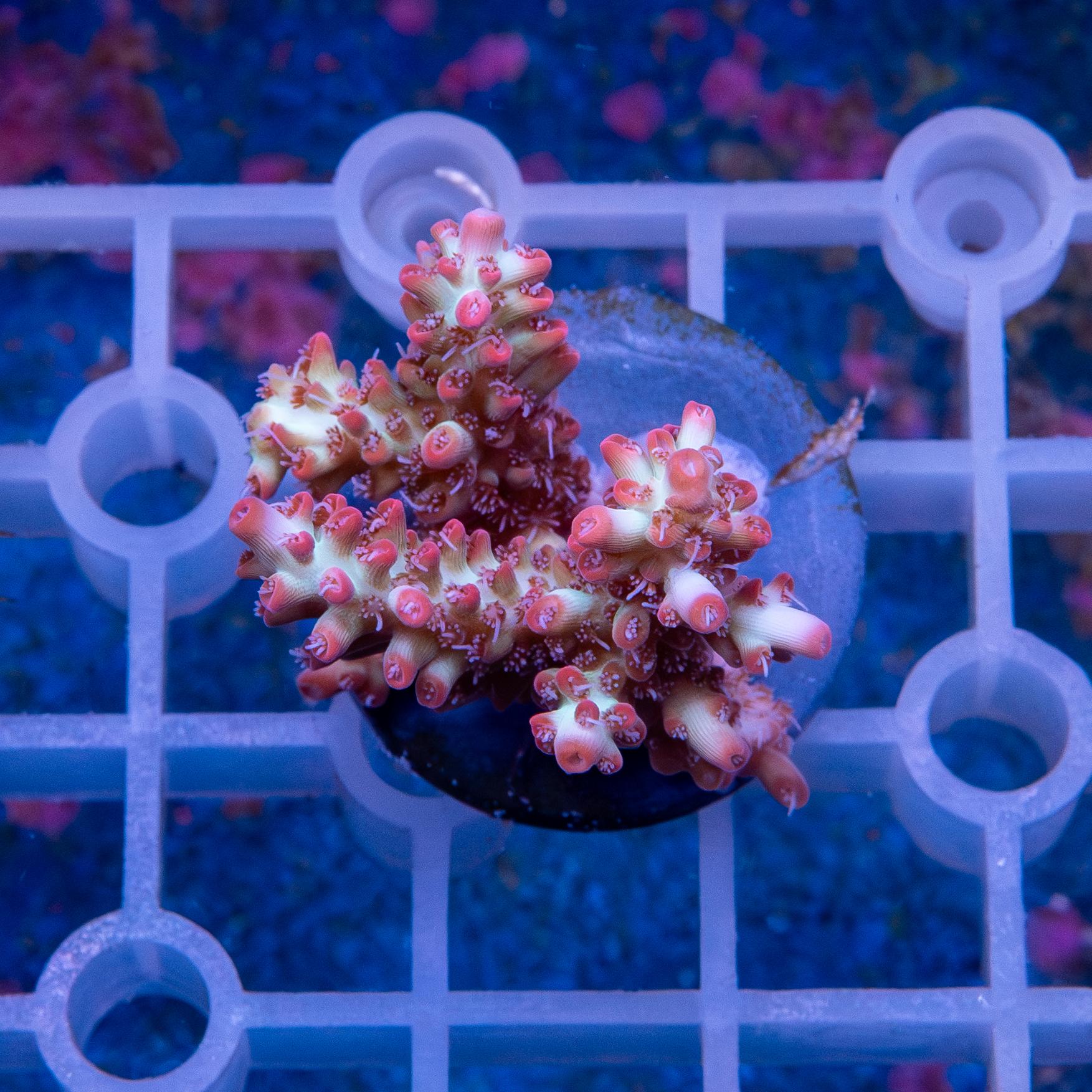 Frag - Acropora