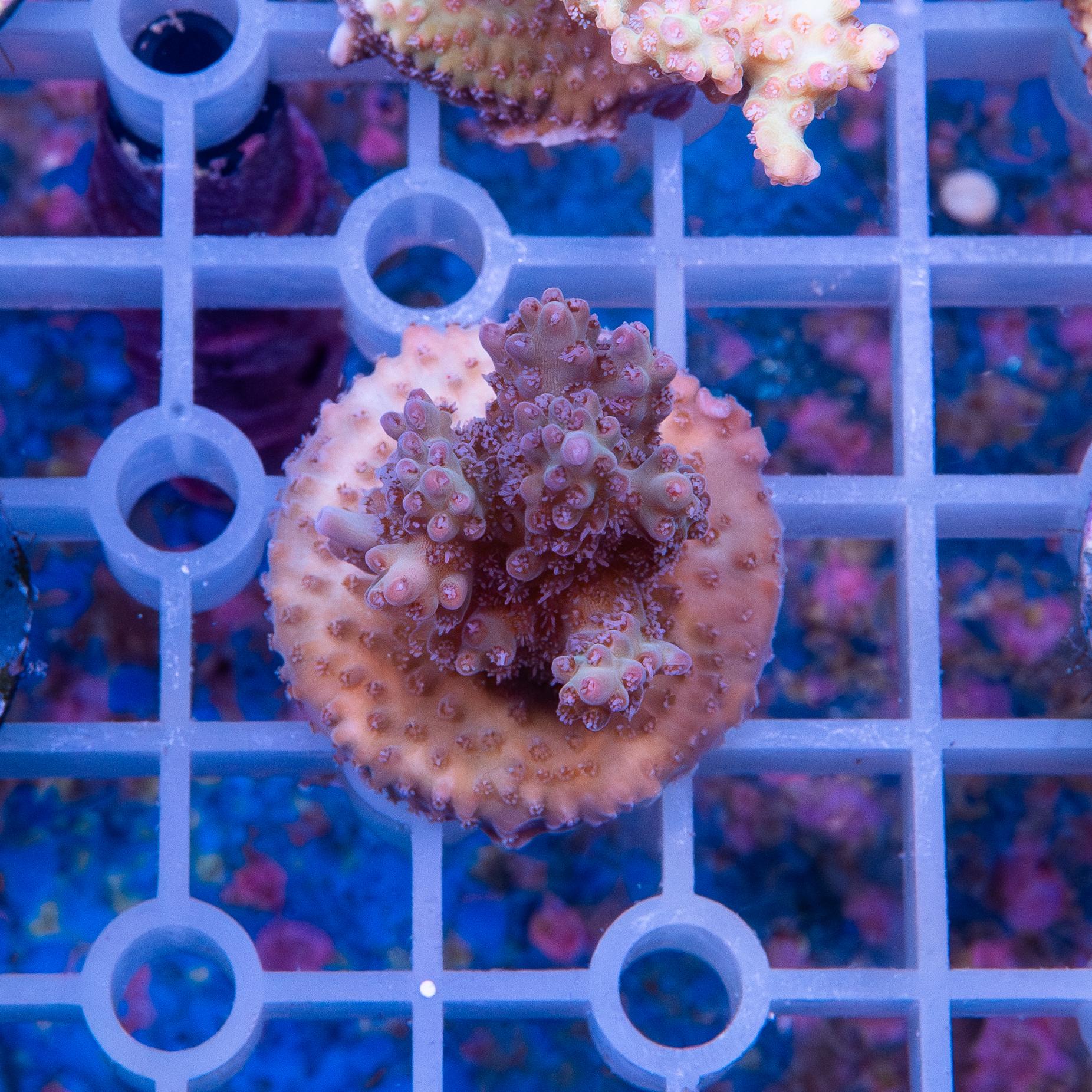 Frag - Acropora