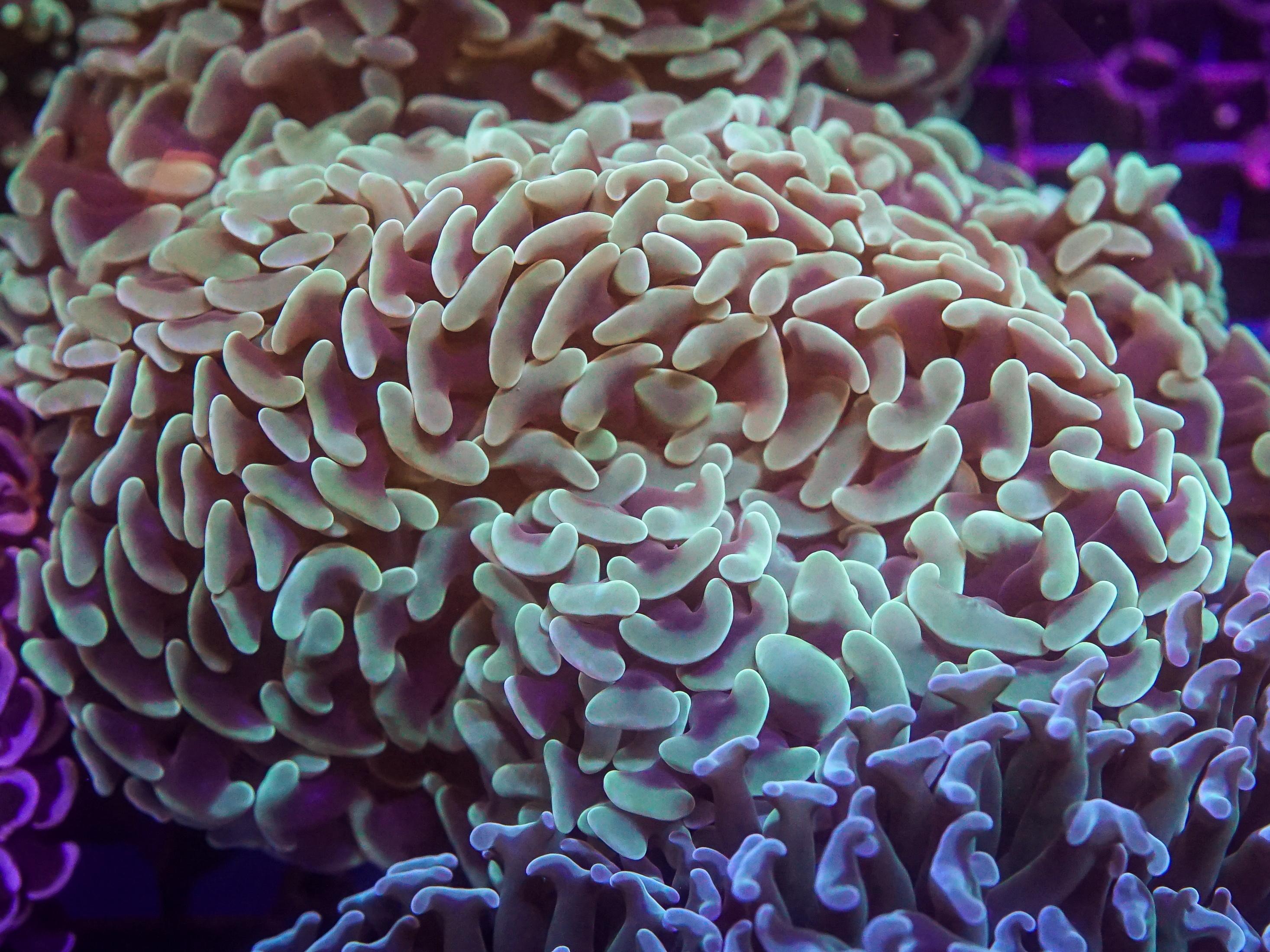 Green Hammer (EA#82)