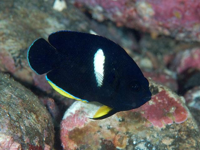 Keyhole Angelfish