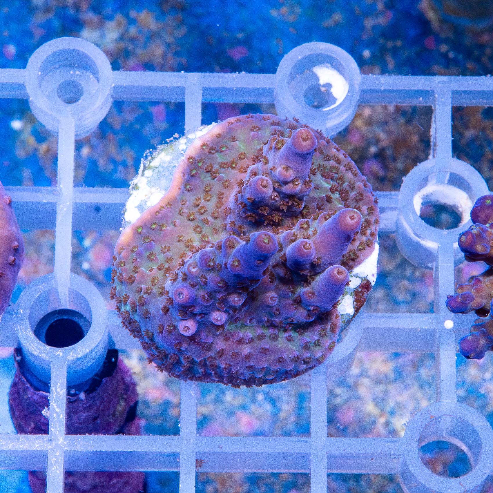Frag - Acropora