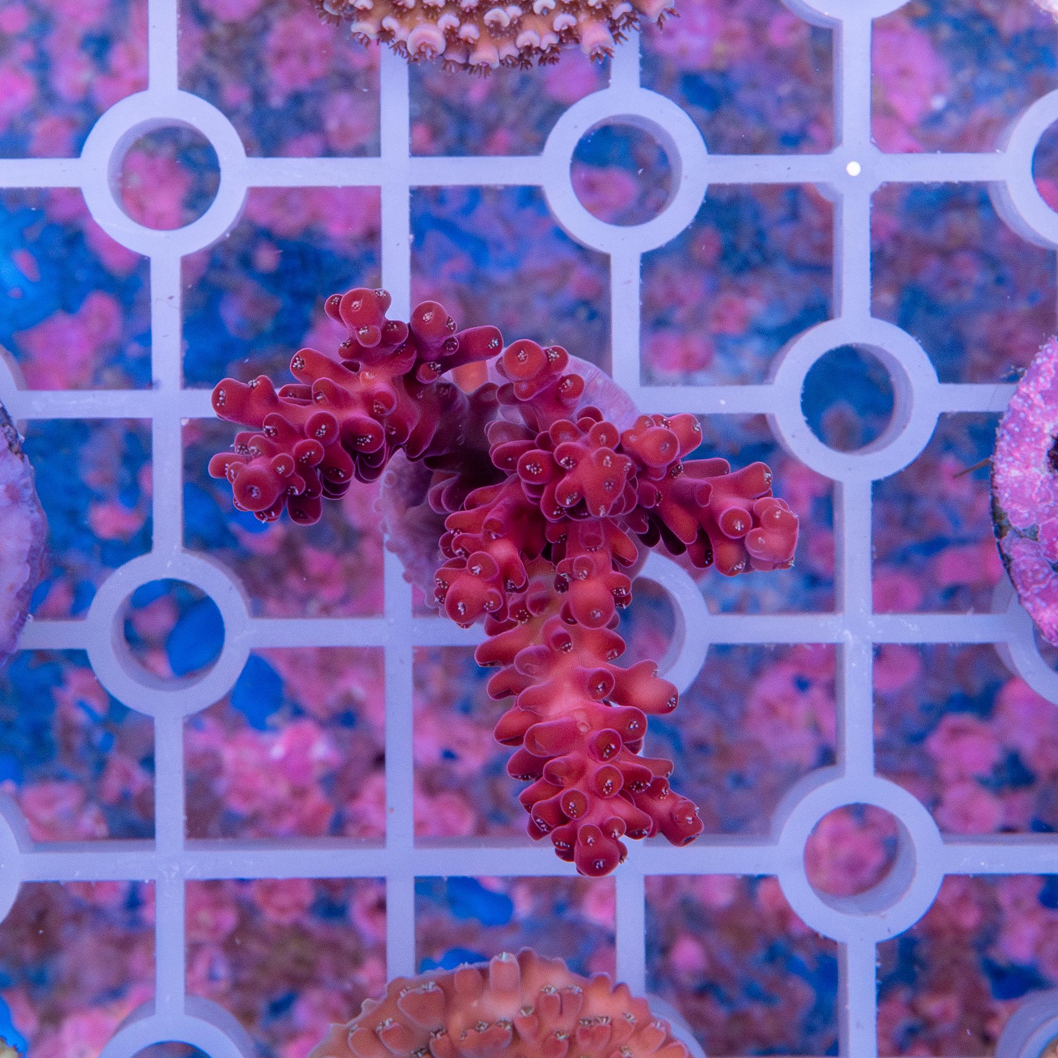 Frag - Acropora