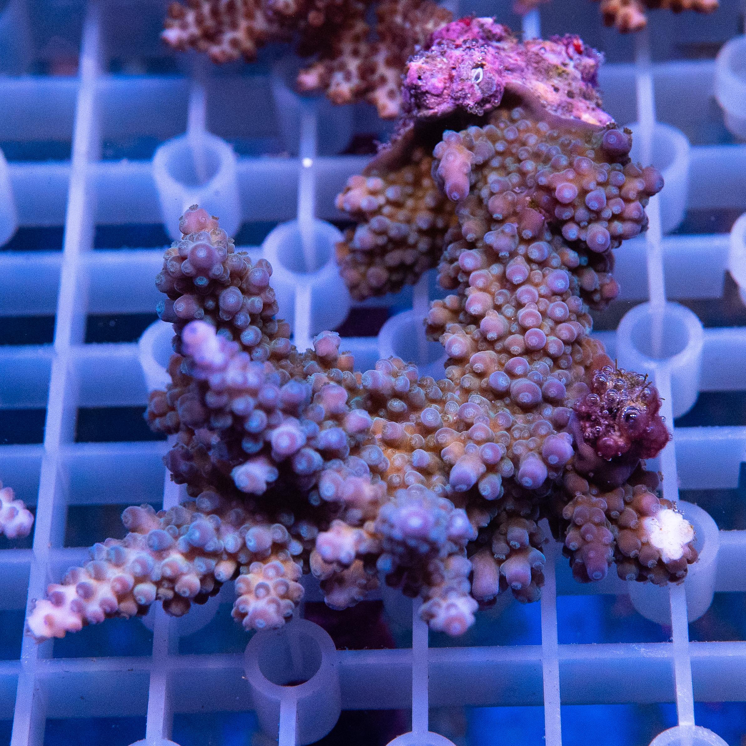 Acropora Colony (EA#405)