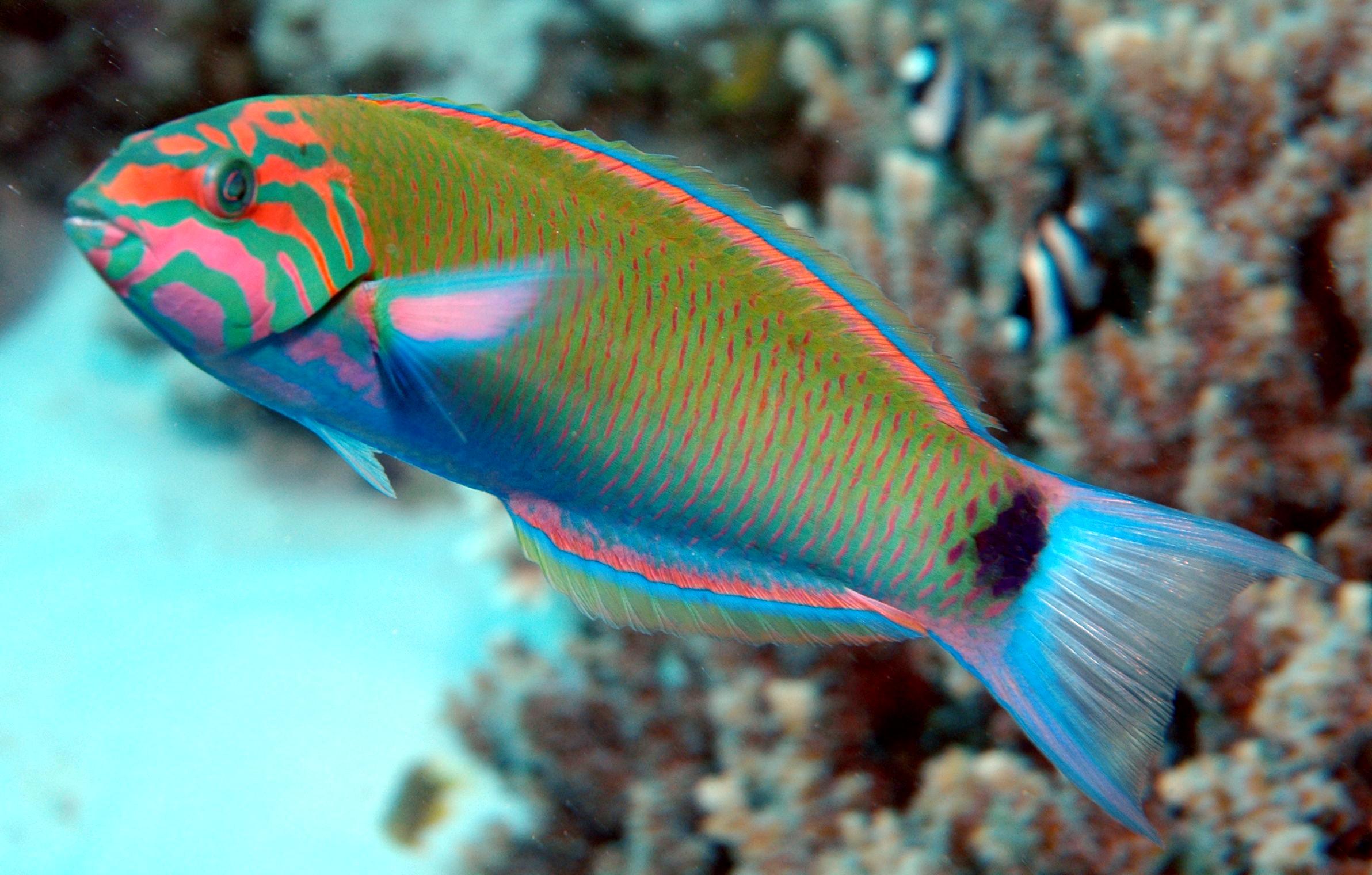 Green Lunar Wrasse