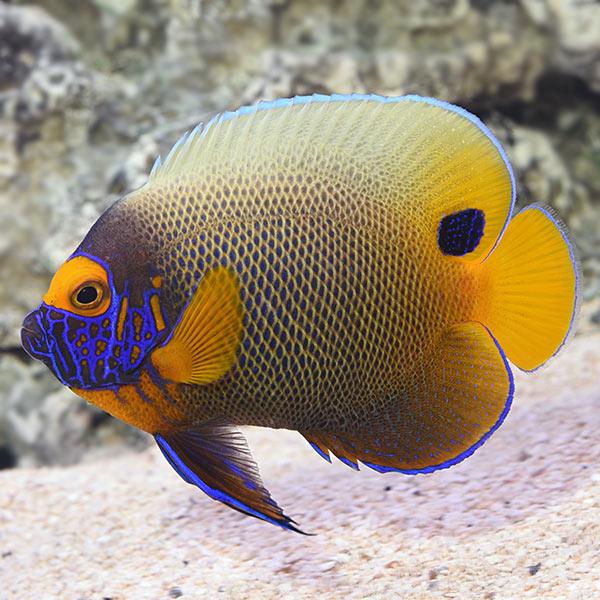 Blueface Angelfish
