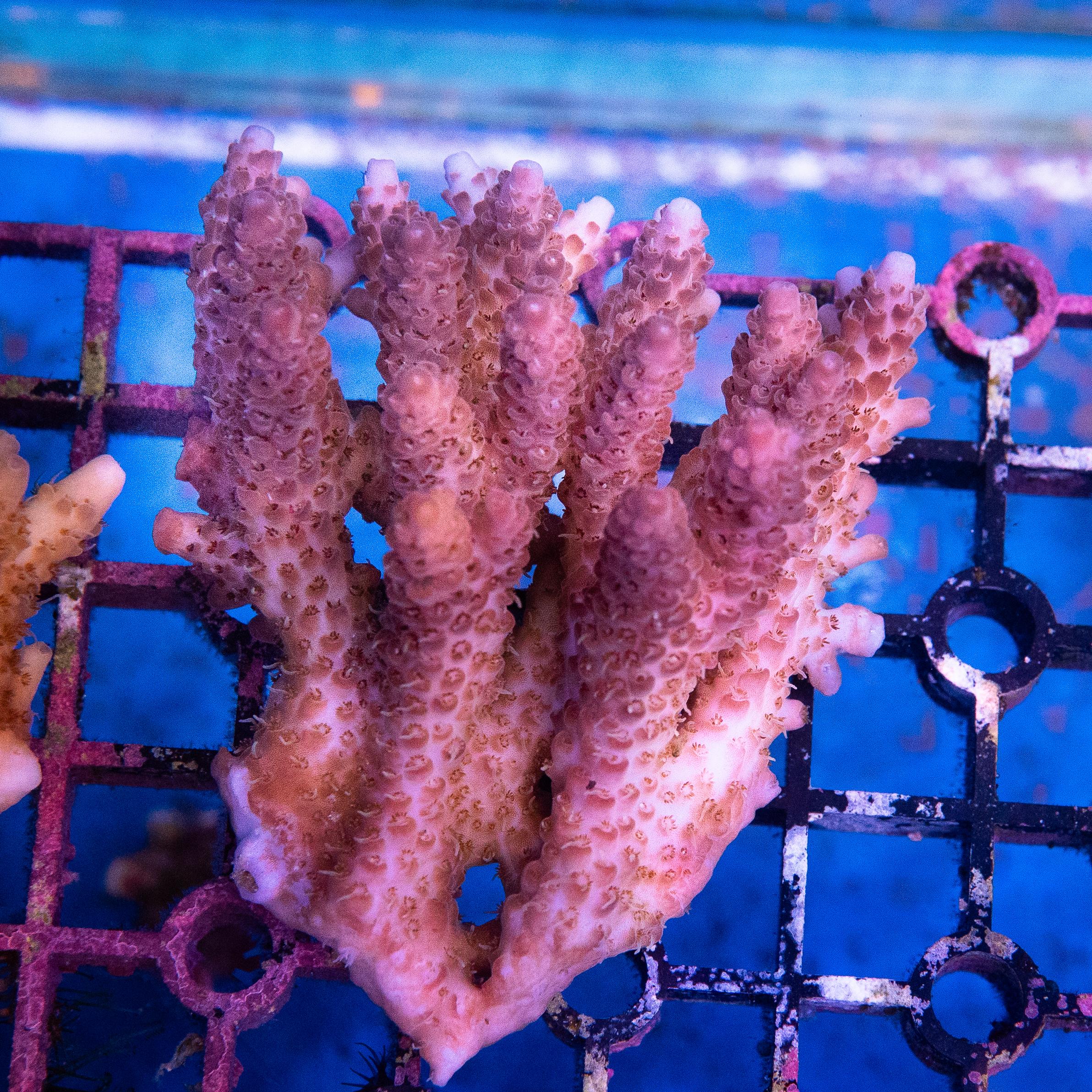 Acropora Colony (EA#393)