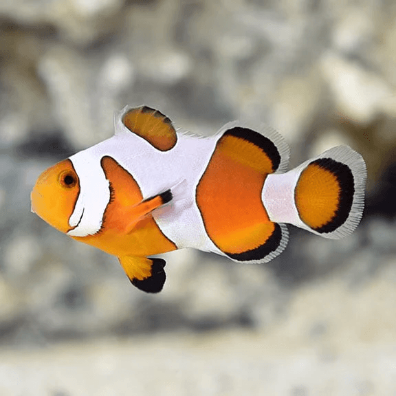 Davinci Clownfish