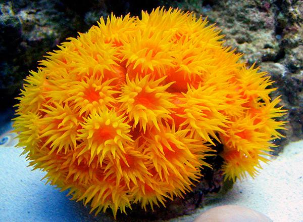 Sun Coral