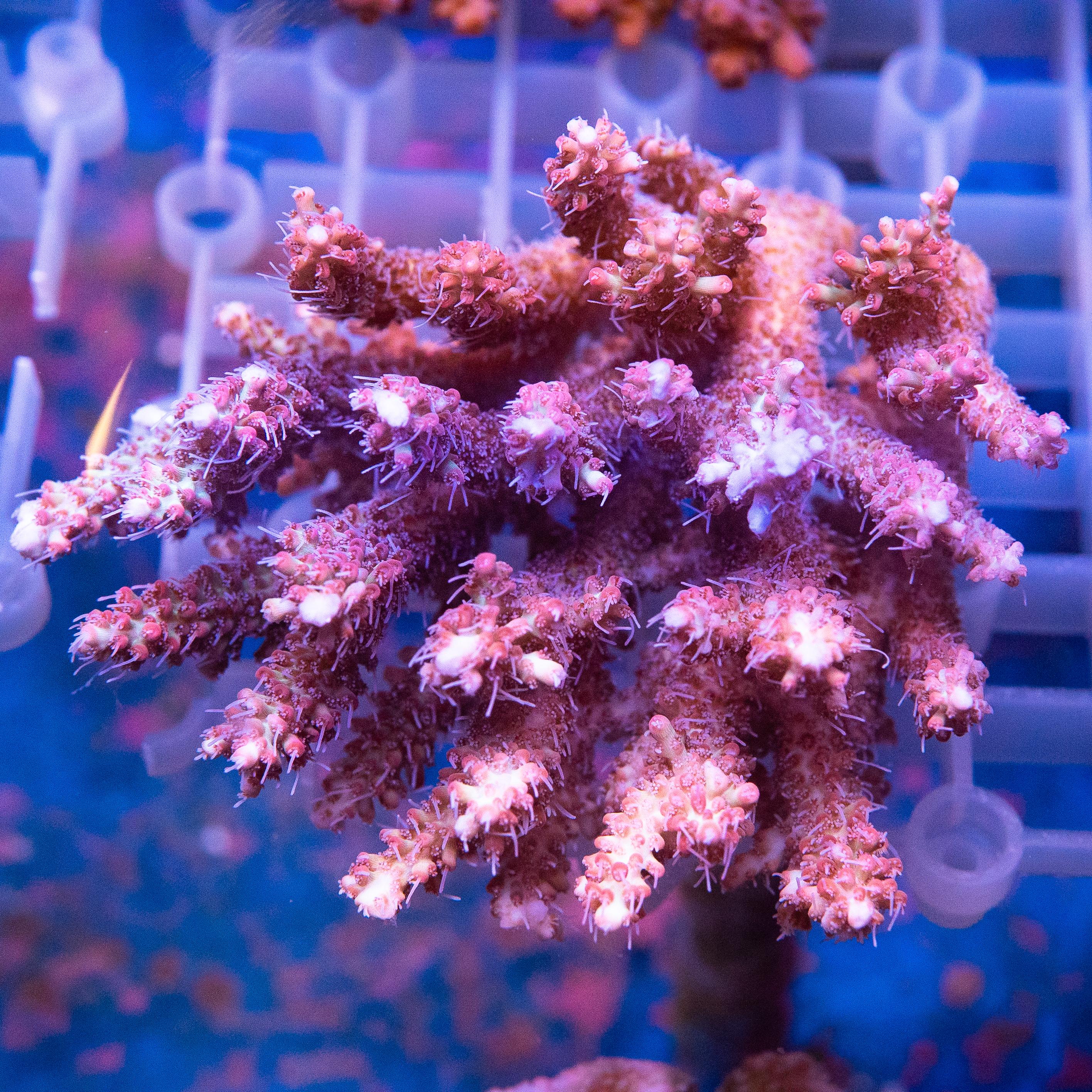 Acropora Colony (EA#431)