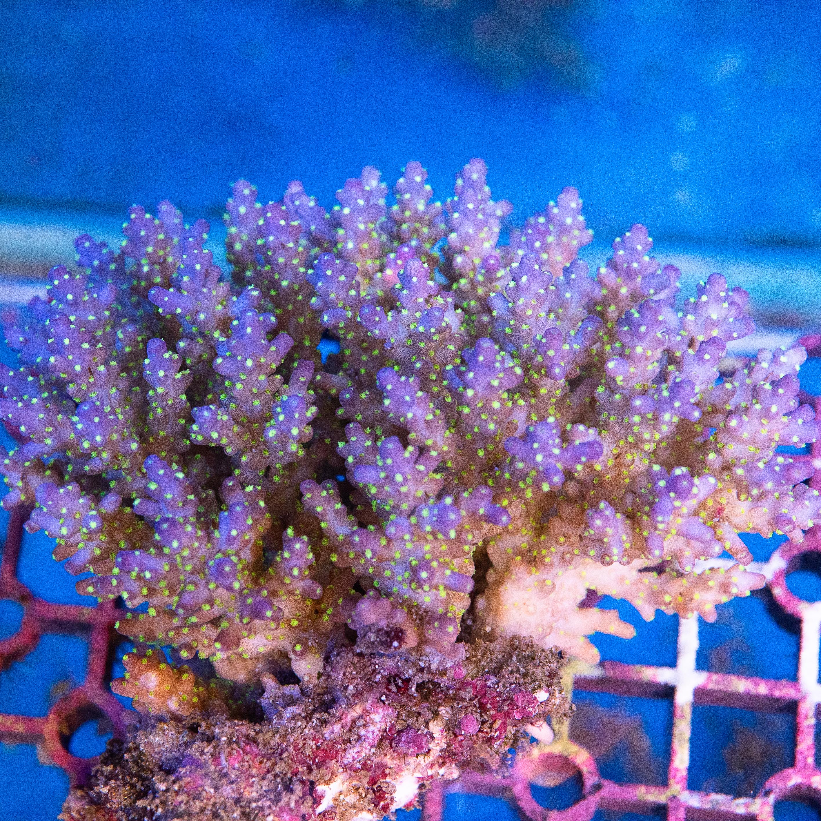 Acropora Colony (EA#395)