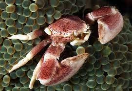 Porcelain Crab