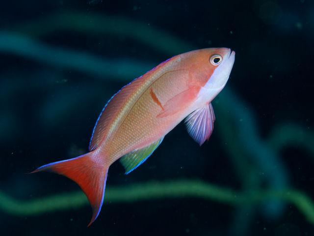 Cooperi Anthias