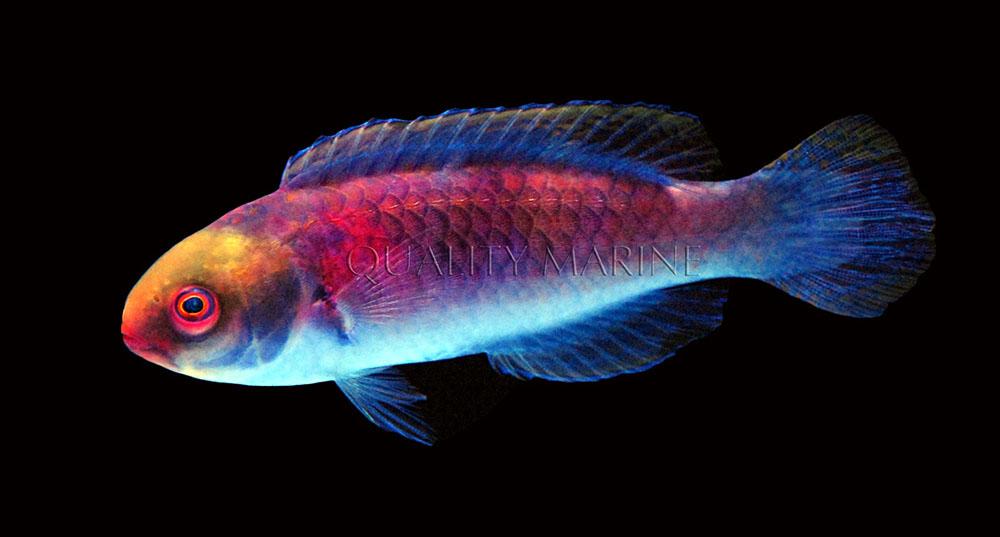 Darwin's Glow Fairy Wrasse