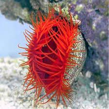 Flame Scallop