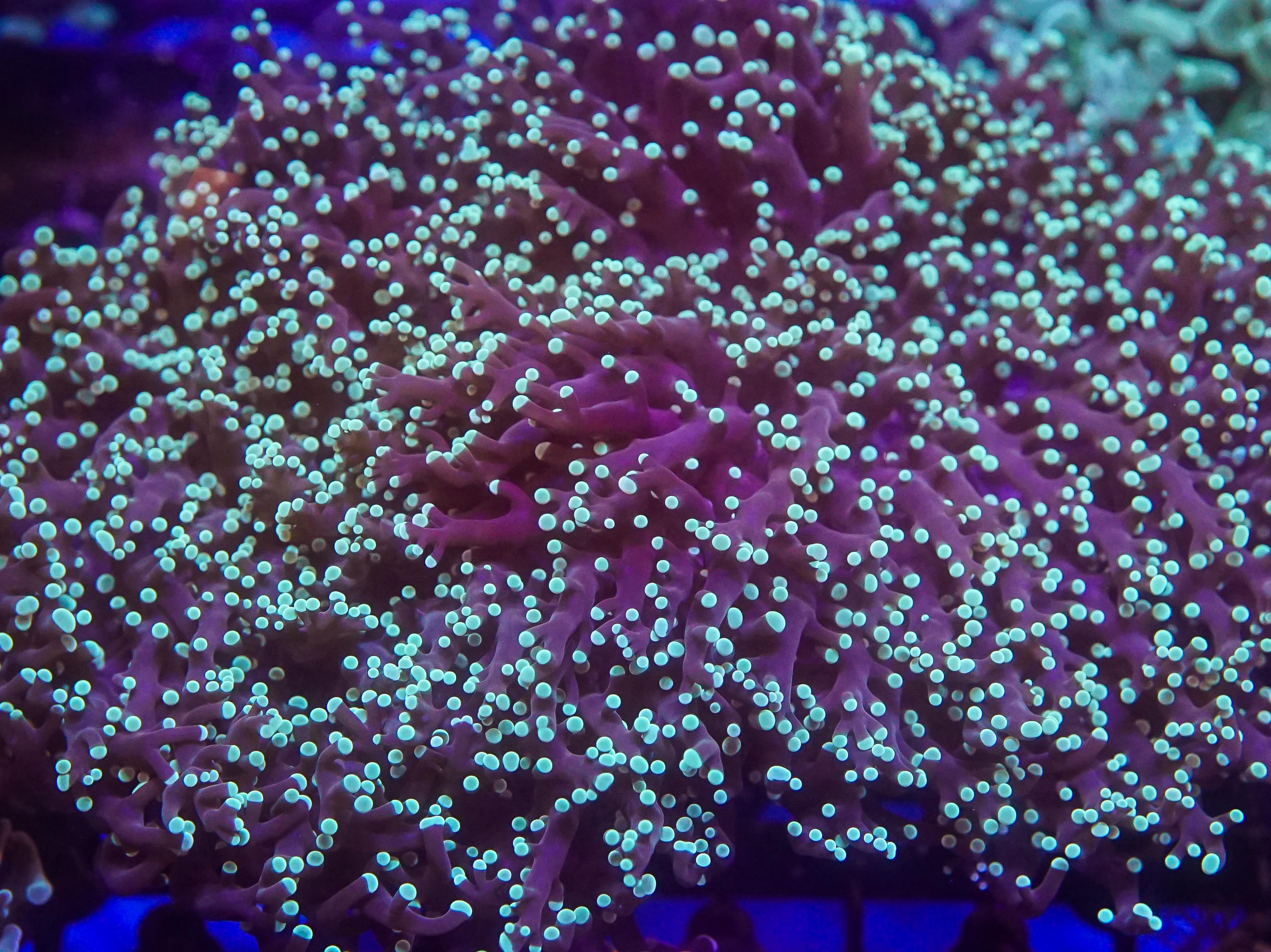 Green Frogspawn (EA#83)