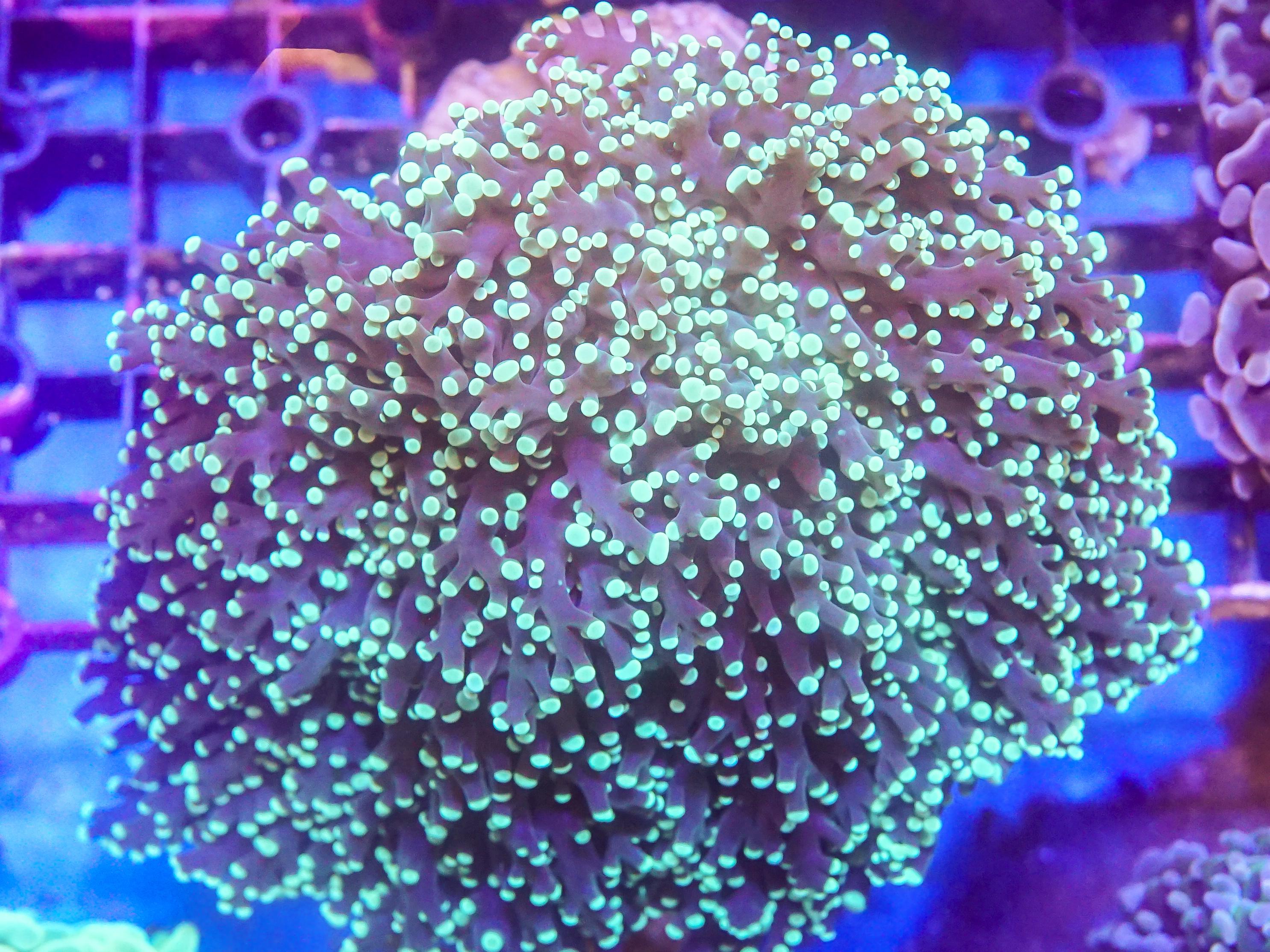 Green Frogspawn (EA#43)