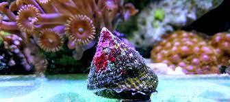 Trochus Snail