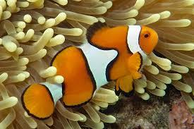 Percula Clownfish