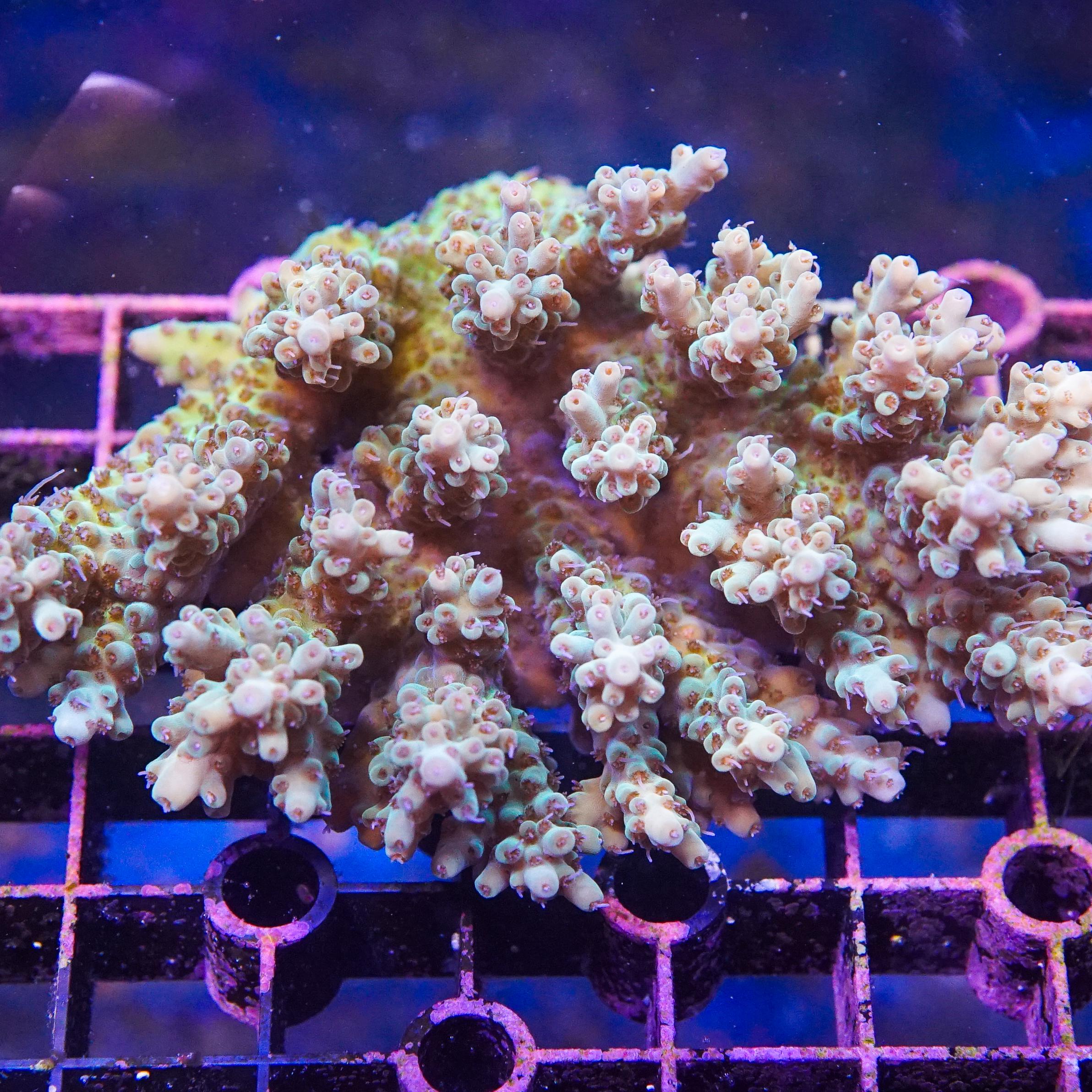 Acropora Colony (EA#419)