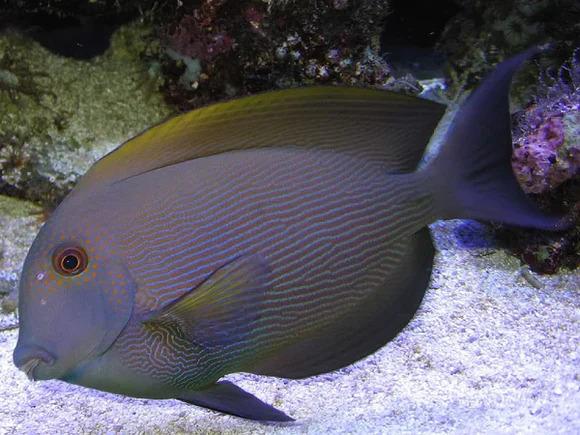 Lined Bristletooth Tang
