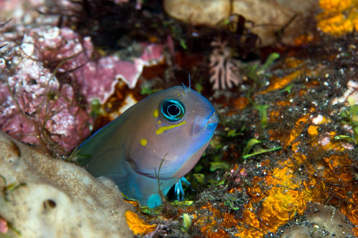 Blue Midas Blenny