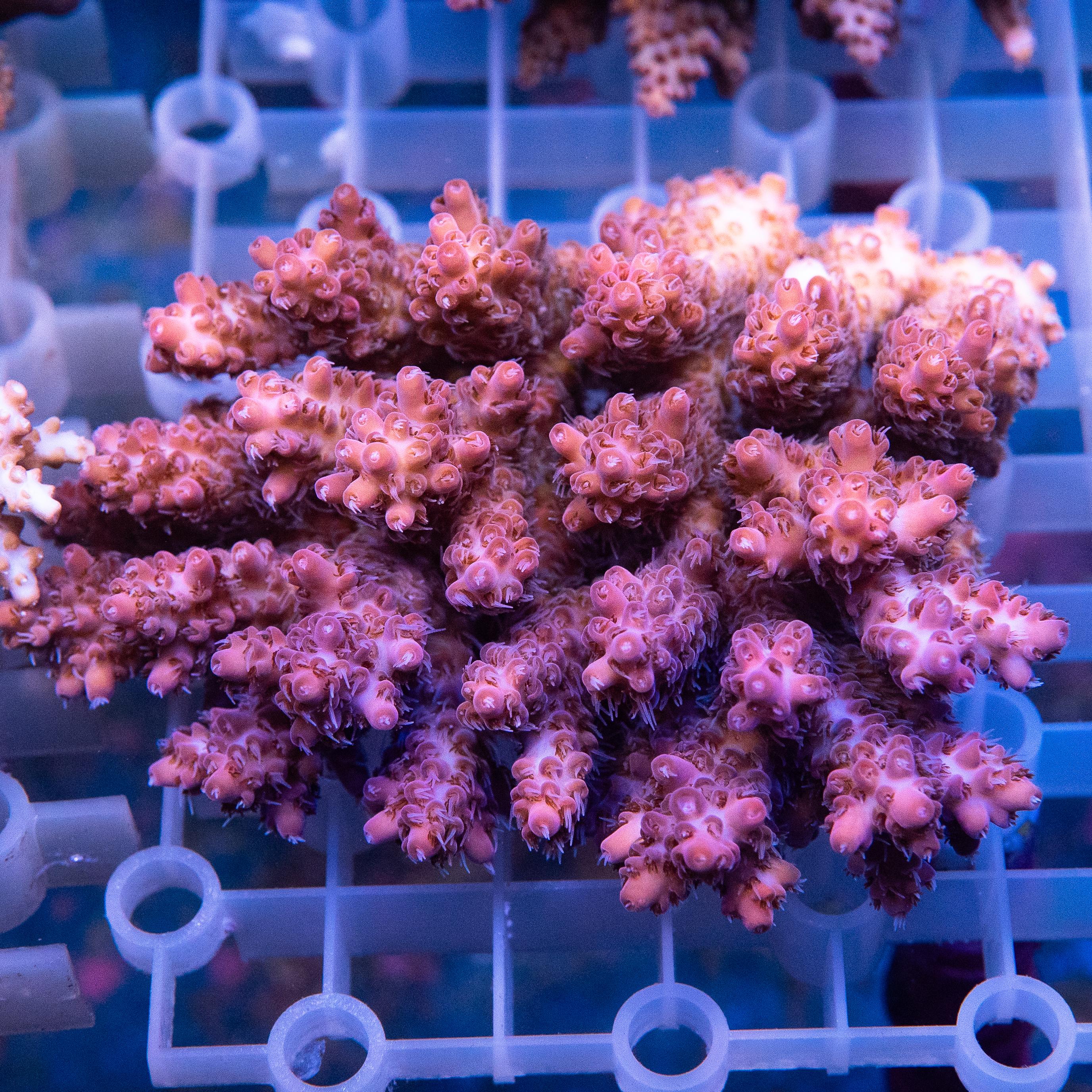 Acropora Colony (EA#421)
