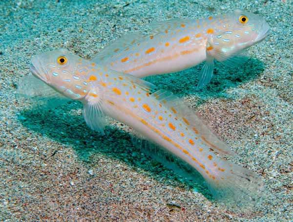 Orange Spot Goby