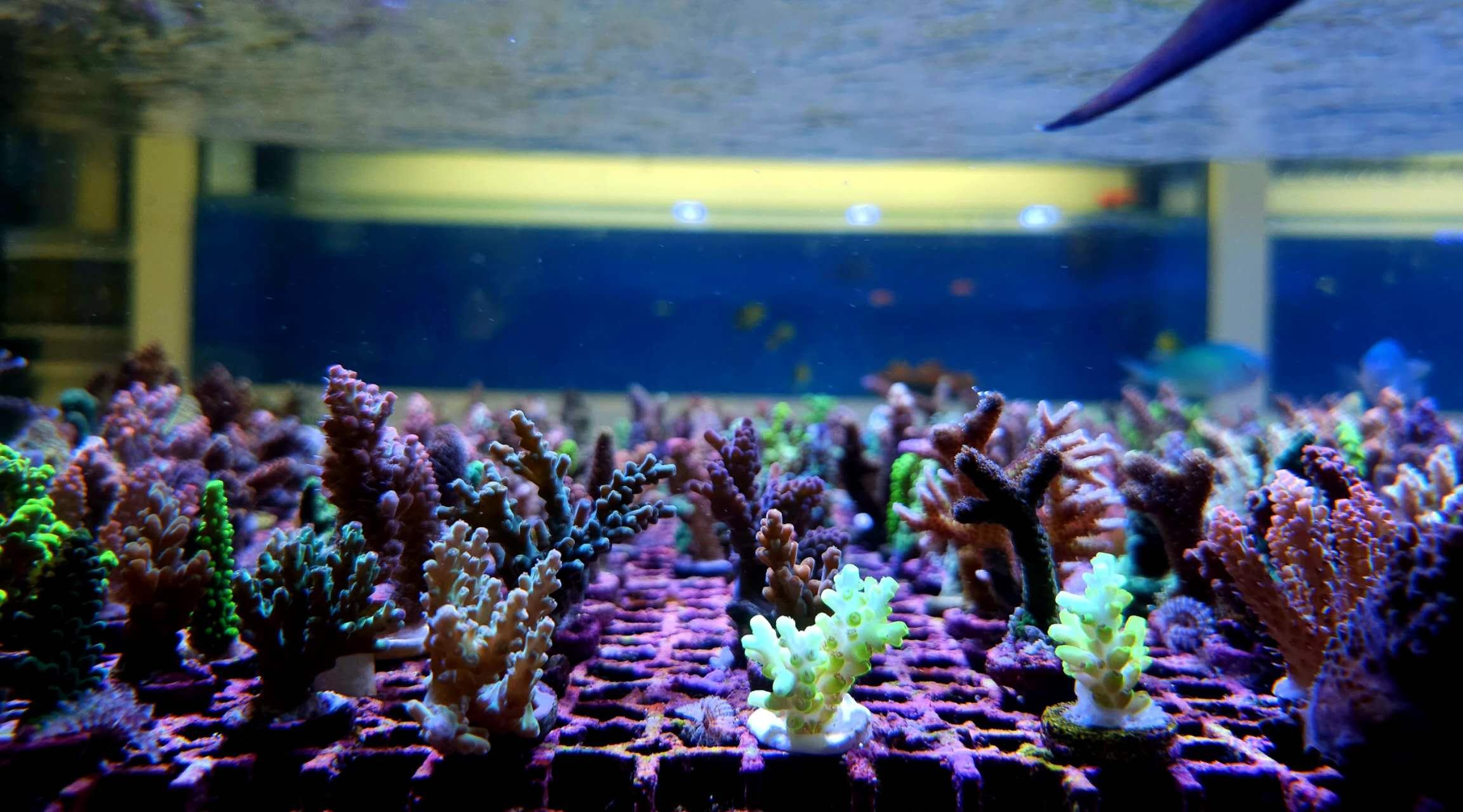 Build Your Own SPS Frag Pack (5 for $100)