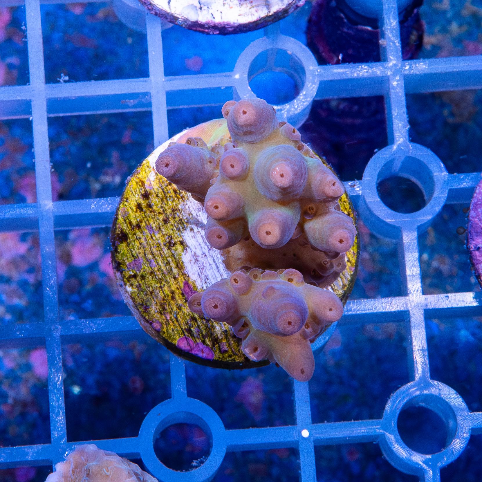 Frag - Acropora