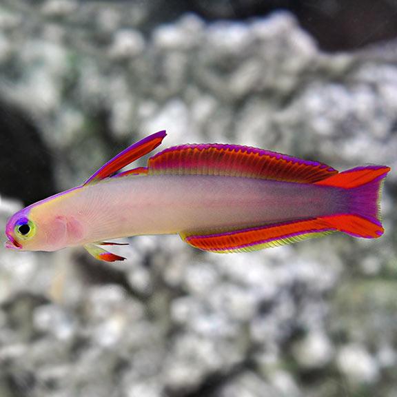 Decora Goby