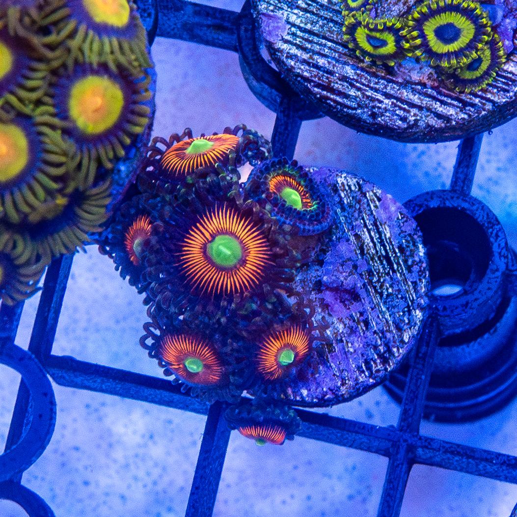 Frag - Zoanthids