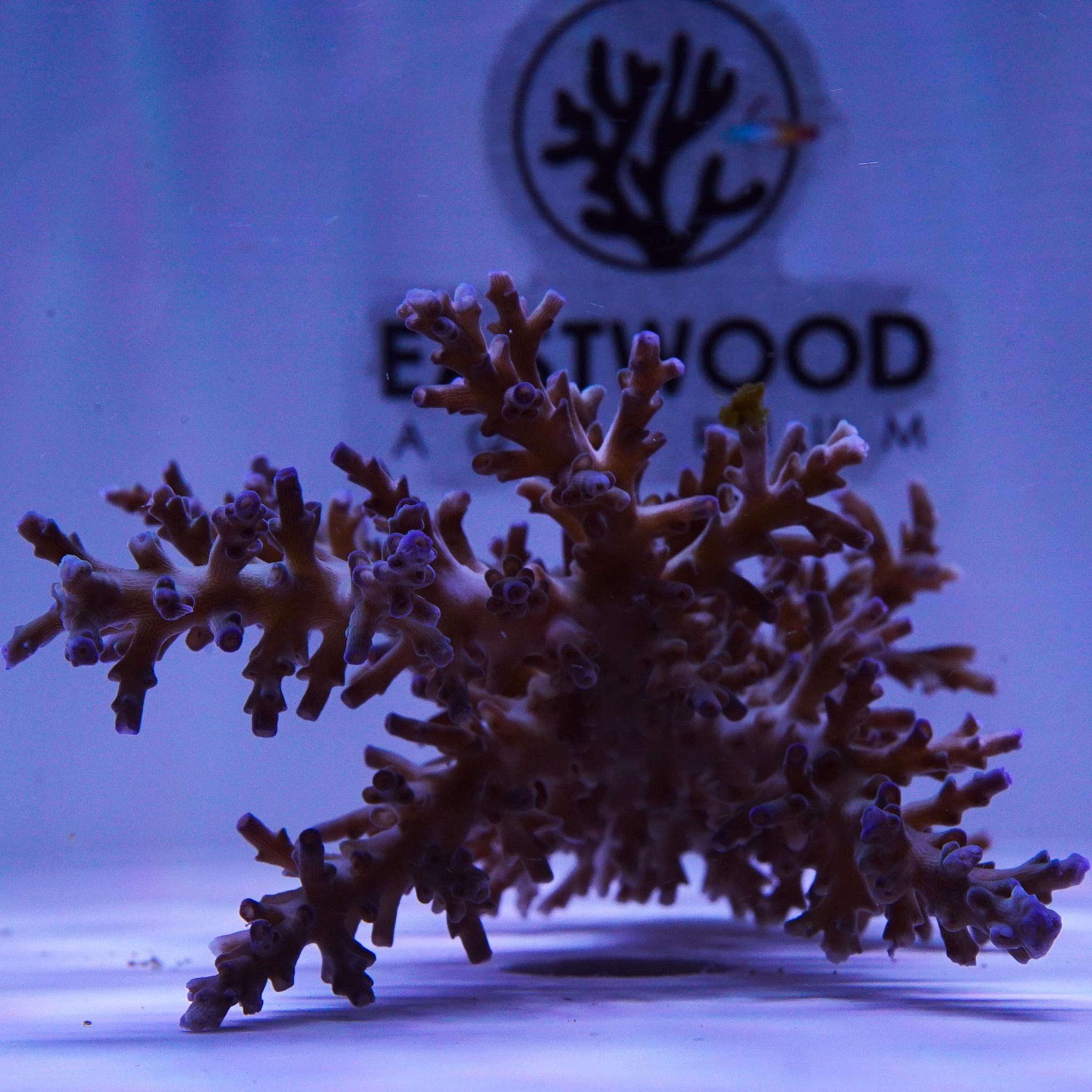 SPS Colony - Echinata 1