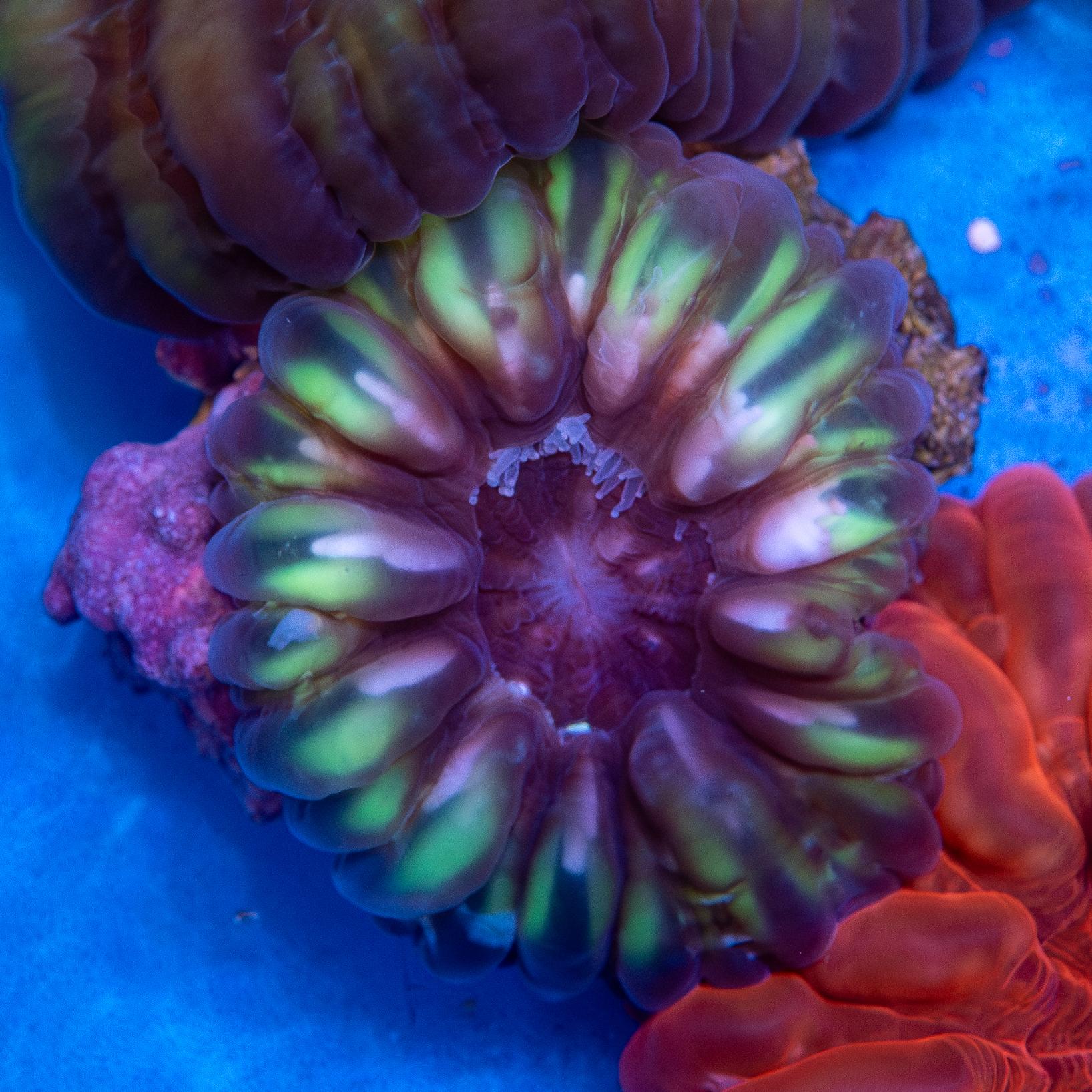 Green Cynarina (EA#203)