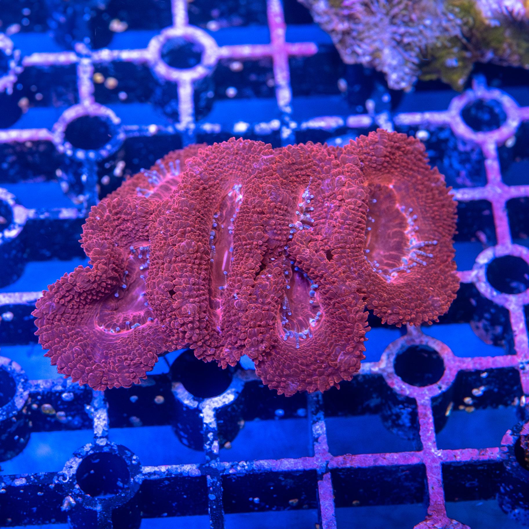 Micromussa lordhowensis (EA#171)