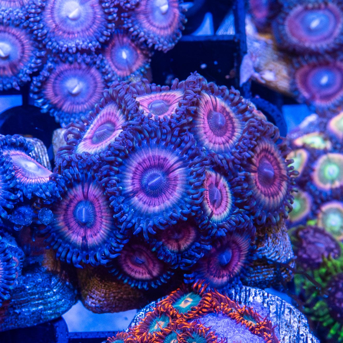 Frag - Zoanthids