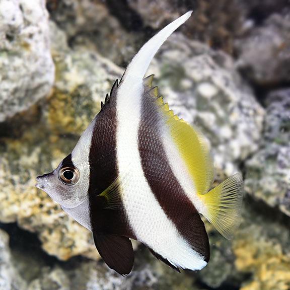 Bannerfish
