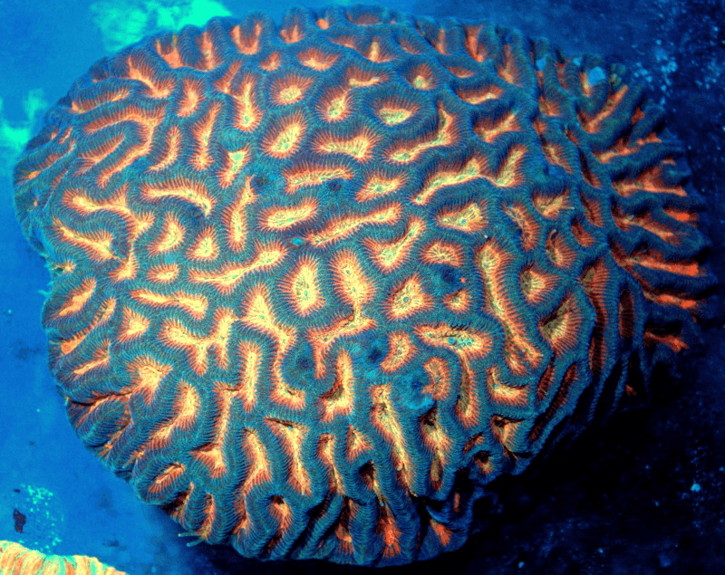 Maze Coral