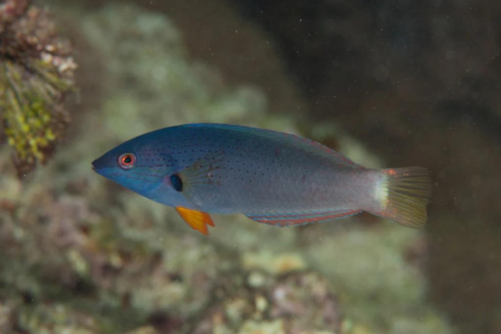 Orange-Fin Wrasse