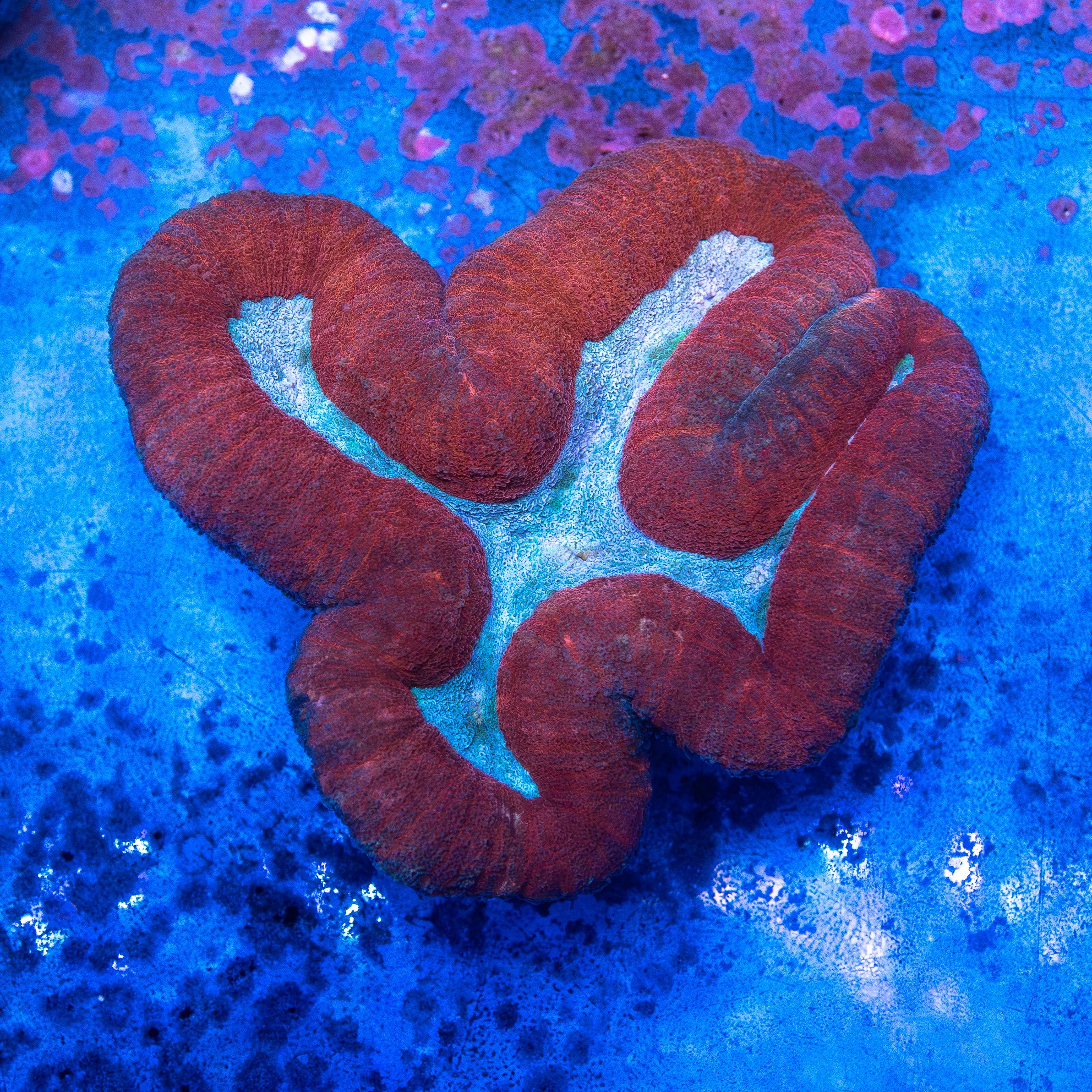 Lobophyllia (EA#223)