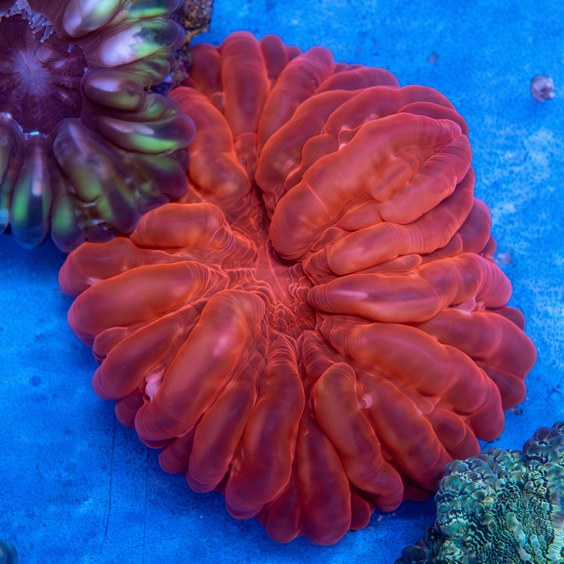 Red Cynarina (EA#202)