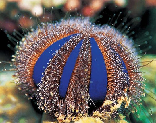 Tuxedo Urchin