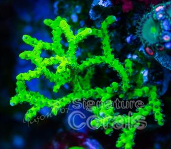Green Goblin Anacropora